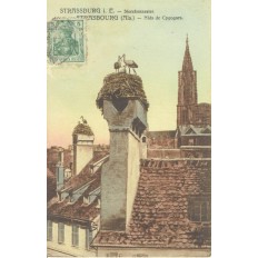 CPA - STRASBOURG - Nids De Cigognes - Années 1900