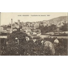 CPA: GRASSE, LA CUEILLETTE DU JASMIN, Années 1920