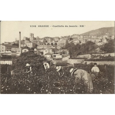 CPA: GRASSE, LA CUEILLETTE DU JASMIN, Années 1920