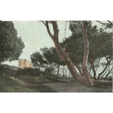 CPA: SAINT HONORAT, Les Pins, Années 1900.