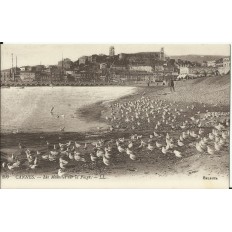 CPA: CANNES,les Mouettes sur la Plage, vers 1900